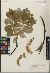 Foto von Salix glandulifera Flod.